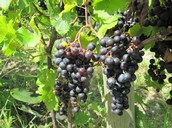 Merlot grapes at Ingle Vineyard